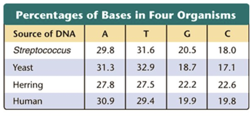 <p><span style="background-color: transparent; font-family: "Proxima Nova", sans-serif;"><span>A = 30.9%</span></span></p><p><span style="background-color: transparent; font-family: "Proxima Nova", sans-serif;"><span>T = 29.4%</span></span></p><p><span style="background-color: transparent; font-family: "Proxima Nova", sans-serif;"><span>G = 19.9%</span></span></p><p><span style="background-color: transparent; font-family: "Proxima Nova", sans-serif;"><span>C = 19.8%</span></span></p>