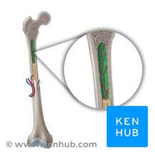 <p>Central cavity within diaphysis containing red or yellow marrow.</p>