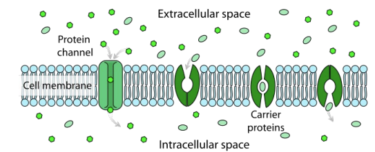 <p>Carrier Proteins - bind solute molecules on onside of a membrane, undergo a conformation change, and release the solute on the other side of the membrane<br></p><p>Channel Proteins -&nbsp;form hydrophilic channels through the membrane to provide a passage route for solutes</p><p></p>