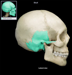 <p>Located near ear bone that forms parts of the side of the skull and floor of the cranial activity. There is a right and left temporal bone.</p>