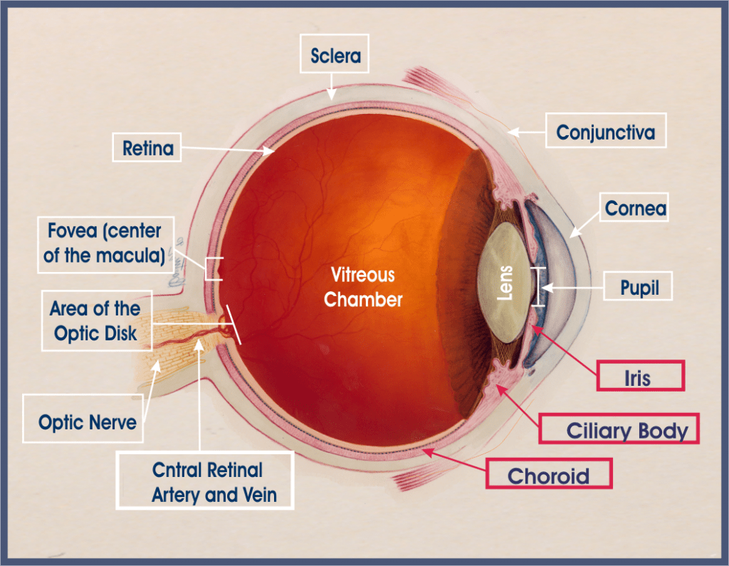 <p>The middle layer of the eye (vascular tunic) consisting of the iris, ciliary body, and choroid</p>