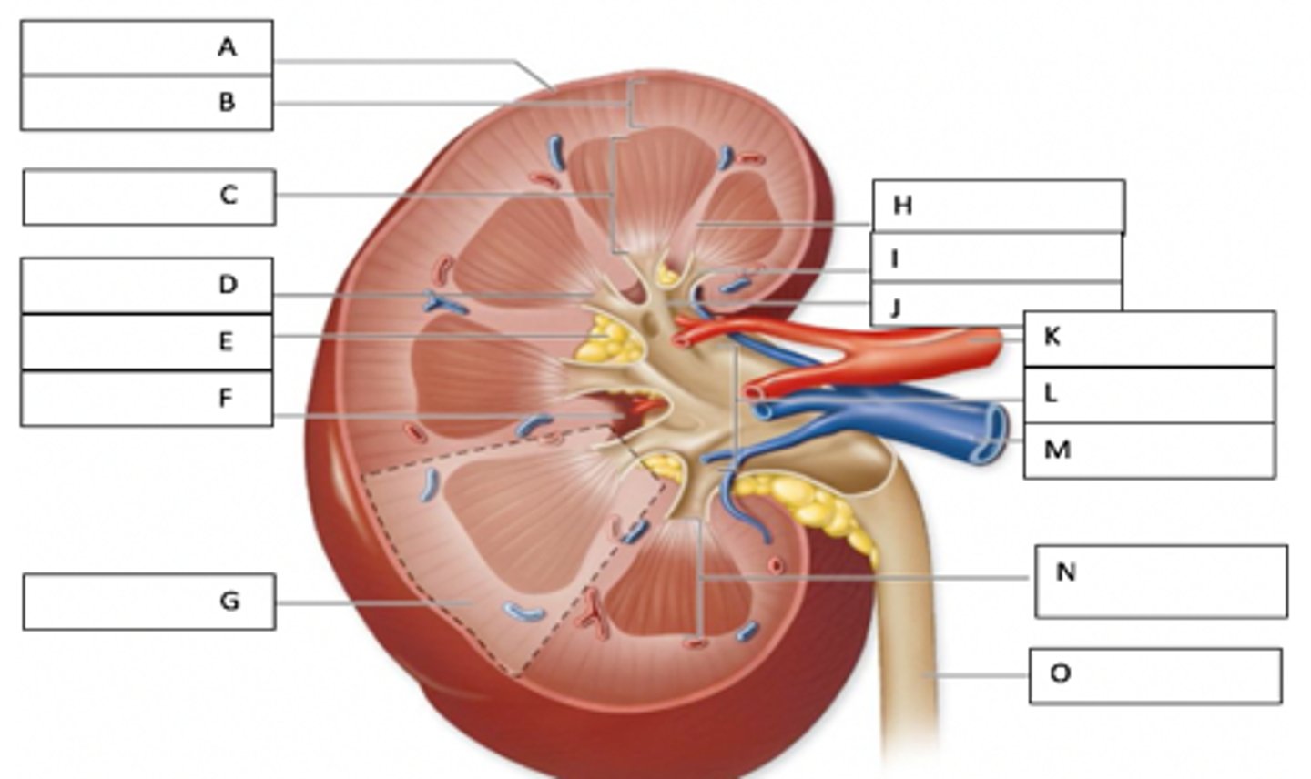 <p>inner portion of kidney, composed of collecting tubules that empty into the renal pelvis</p>