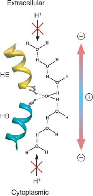 <p>a conserved sequence found in aquaporins and similar membrane channels. It plays a key role in:</p><ol><li><p><strong>structuring the channel</strong>: helps form the narrow pore that selectively allows water molecules to pass through.</p></li><li><p><strong>blocking ions</strong>: Prevents the movement of protons and other charged particles, maintaining the cell's electrochemical balance.</p></li></ol><p>ensures aquaporins are highly efficient and selective for water transport</p>