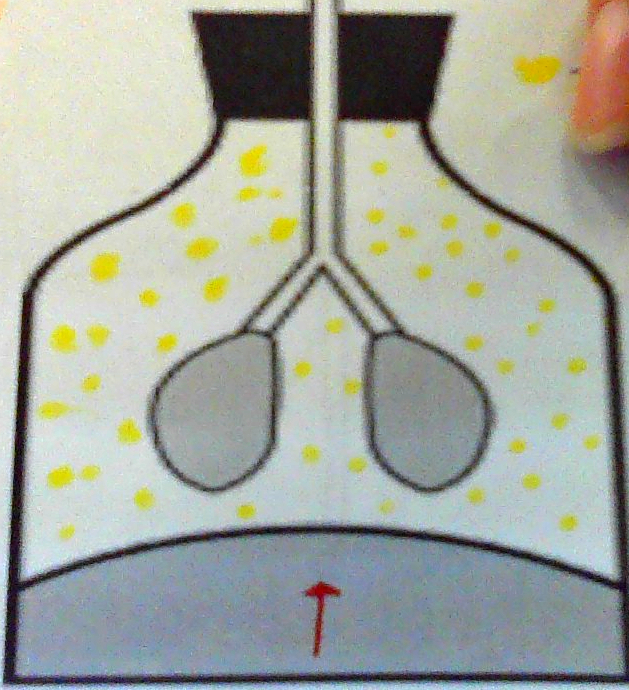 <ul><li><p>Chest Cavity Gets Smaller</p></li><li><p>Pressure INCREASES</p></li><li><p>Air Flows Out</p></li><li><p>Lungs DEFLATE</p></li></ul><p></p>