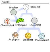 manufacture and store important chemical compounds used by the cell such as pigments, oils, and starches