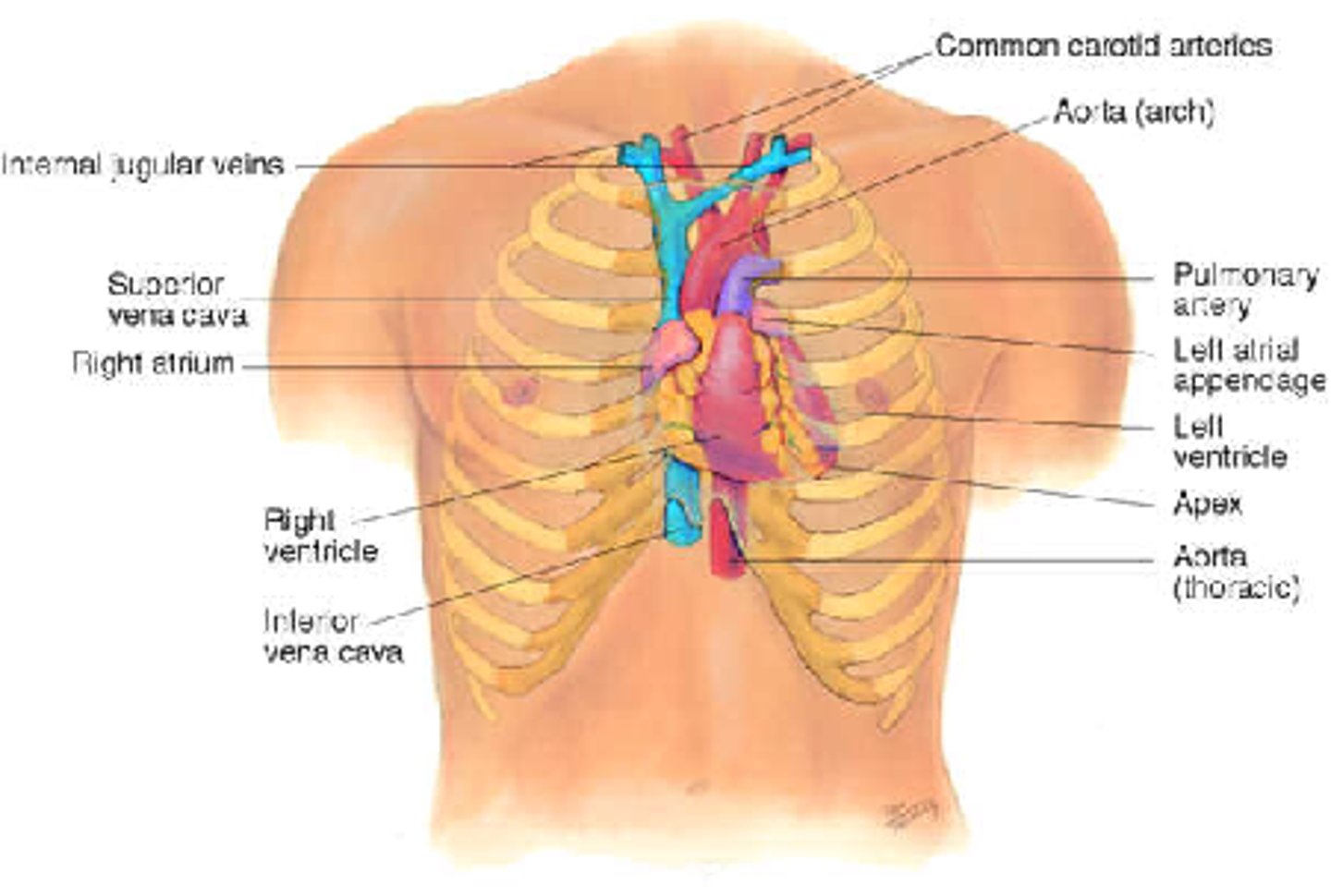 <p>About fist-sized. The base lies behind the sternum, extending slightly into the right side. The superior part lies in the 2nd intercostal space and the apex lies in the 5th intercostal space in the left.</p><p>Lies within a double-layered membrane called the pericardium, which is attached inferiorly to the diaphragm.</p>