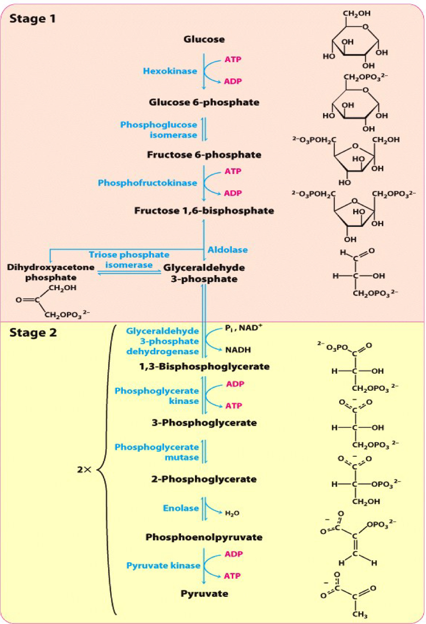 <p>list correctly the substrates and products, and enzyme, for the 10 steps of glycolysis </p>