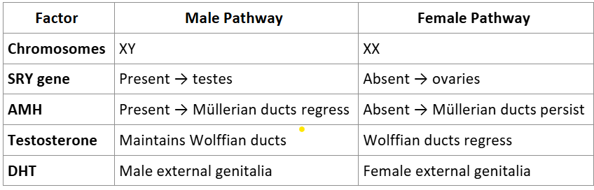<ol><li><p class="Paragraph SCXO43793050 BCX0" style="text-align: left;"><span style="background-color: inherit; line-height: 20.7px; color: windowtext;"><strong><span>Bipotential Stage (Weeks 4–6)</span></strong></span><span style="line-height: 20.7px; color: windowtext;"><span>&nbsp;</span></span></p></li></ol><ul><li><p class="Paragraph SCXO43793050 BCX0" style="text-align: left;"><span style="background-color: inherit; line-height: 20.7px; color: windowtext;"><span>Embryos start with </span><strong><span>indifferent gonads</span></strong><span> (can become testes or ovaries).</span></span><span style="line-height: 20.7px; color: windowtext;"><span>&nbsp;</span></span></p></li><li><p class="Paragraph SCXO43793050 BCX0" style="text-align: left;"><span style="background-color: inherit; line-height: 20.7px; color: windowtext;"><span>Both sexes initially have </span><strong><span>Müllerian ducts</span></strong><span> and </span><strong><span>Wolffian ducts</span></strong><span>.</span></span><span style="line-height: 20.7px; color: windowtext;"><span>&nbsp;</span></span></p></li><li><p class="Paragraph SCXO43793050 BCX0" style="text-align: left;"><span style="background-color: inherit; line-height: 20.7px; color: windowtext;"><span>Development depends on </span><strong><span>genetic signals</span></strong><span> and </span><strong><span>hormones</span></strong><span>.</span></span><span style="line-height: 20.7px; color: windowtext;"><span>&nbsp;</span></span></p></li></ul><ol start="2"><li><p class="Paragraph SCXO43793050 BCX0" style="text-align: left;"><span style="background-color: inherit; line-height: 20.7px; color: windowtext;"><strong><span>&nbsp;Male Development (XY)</span></strong></span><span style="line-height: 20.7px; color: windowtext;"><span>&nbsp;</span></span></p></li></ol><p class="Paragraph SCXO43793050 BCX0" style="text-align: left;"><span style="background-color: inherit; line-height: 23px;"><strong><span>Key Regulator: SRY gene (on Y chromosome)</span></strong></span><span style="line-height: 23px;"><span>&nbsp;</span></span></p><ul><li><p class="Paragraph SCXO43793050 BCX0" style="text-align: left;"><span style="background-color: inherit; line-height: 20.7px; color: windowtext;"><span>SRY → triggers </span><strong><span>testis formation</span></strong><span>.</span></span><span style="line-height: 20.7px; color: windowtext;"><span>&nbsp;</span></span></p></li><li><p class="Paragraph SCXO43793050 BCX0" style="text-align: left;"><span style="background-color: inherit; line-height: 20.7px; color: windowtext;"><span>Testes produce: </span></span><span style="line-height: 20.7px; color: windowtext;"><span>&nbsp;</span></span></p><ul><li><p class="Paragraph SCXO43793050 BCX0" style="text-align: left;"><span style="background-color: inherit; line-height: 20.7px; color: windowtext;"><strong><span>Testosterone</span></strong><span> → maintains </span><strong><span>Wolffian ducts</span></strong><span> → epididymis, vas deferens, seminal vesicles.</span></span><span style="line-height: 20.7px; color: windowtext;"><span>&nbsp;</span></span></p></li><li><p class="Paragraph SCXO43793050 BCX0" style="text-align: left;"><span style="background-color: inherit; line-height: 20.7px; color: windowtext;"><strong><span>Anti‑Müllerian Hormone (AMH)</span></strong><span> → causes </span><strong><span>Müllerian duct regression</span></strong><span>.</span></span><span style="line-height: 20.7px; color: windowtext;"><span>&nbsp;</span></span></p></li></ul></li><li><p class="Paragraph SCXO43793050 BCX0" style="text-align: left;"><span style="background-color: inherit; line-height: 20.7px; color: windowtext;"><strong><span>DHT (dihydrotestosterone)</span></strong><span> (from testosterone) → forms </span><strong><span>external genitalia</span></strong><span>: penis, scrotum, prostate.&nbsp;</span></span><span style="line-height: 20.7px; color: windowtext;"><span>&nbsp;</span></span></p></li></ul><ol start="3"><li><p class="Paragraph SCXO43793050 BCX0" style="text-align: left;"><span style="background-color: inherit; line-height: 20.7px; color: windowtext;"><strong><span>Female Development (XX)</span></strong></span><span style="line-height: 20.7px; color: windowtext;"><span>&nbsp;</span></span></p></li></ol><p class="Paragraph SCXO43793050 BCX0" style="text-align: left;"><span style="background-color: inherit; line-height: 23px;"><strong><span>Key Concept: Default pathway</span></strong></span><span style="line-height: 23px;"><span>&nbsp;</span></span></p><ul><li><p class="Paragraph SCXO43793050 BCX0" style="text-align: left;"><span style="background-color: inherit; line-height: 20.7px; color: windowtext;"><strong><span>No SRY</span></strong><span> → gonads become </span><strong><span>ovaries</span></strong><span>.</span></span><span style="line-height: 20.7px; color: windowtext;"><span>&nbsp;</span></span></p></li><li><p class="Paragraph SCXO43793050 BCX0" style="text-align: left;"><span style="background-color: inherit; line-height: 20.7px; color: windowtext;"><strong><span>No AMH</span></strong><span> → </span><strong><span>Müllerian ducts persist</span></strong><span> → uterus, fallopian tubes, upper vagina.</span></span><span style="line-height: 20.7px; color: windowtext;"><span>&nbsp;</span></span></p></li><li><p class="Paragraph SCXO43793050 BCX0" style="text-align: left;"><span style="background-color: inherit; line-height: 20.7px; color: windowtext;"><strong><span>No testosterone</span></strong><span> → </span><strong><span>Wolffian ducts regress</span></strong><span>.</span></span><span style="line-height: 20.7px; color: windowtext;"><span>&nbsp;</span></span></p></li><li><p class="Paragraph SCXO43793050 BCX0" style="text-align: left;"><span style="background-color: inherit; line-height: 20.7px; color: windowtext;"><span>External genitalia develop into </span><strong><span>clitoris, labia, lower vagina</span></strong><span>.</span></span><span style="line-height: 20.7px; color: windowtext;"><span>&nbsp;</span></span></p></li></ul><p></p>
