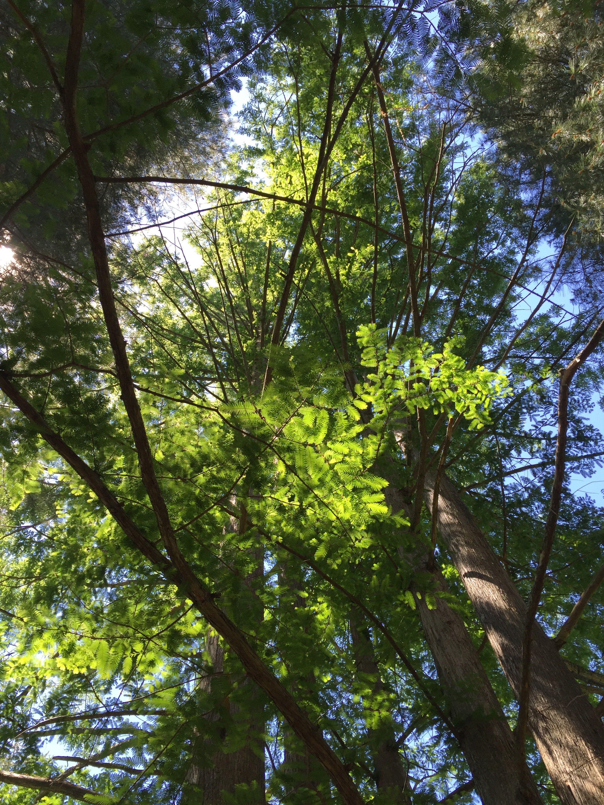 <p>Fern-like leaves - Common name</p>