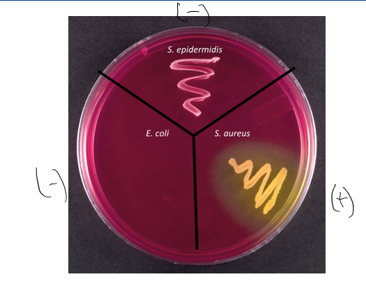<ul><li><p>- result</p></li><li><p>no osmotolerant</p></li></ul><p></p>