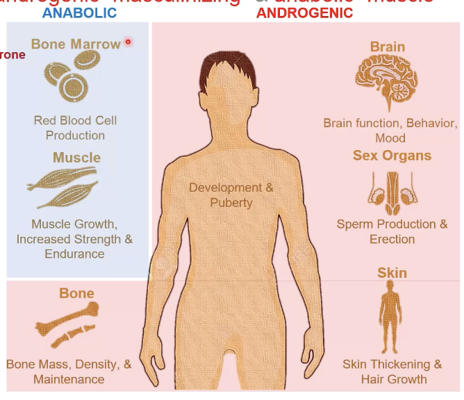 <p>androgenic: masculinizing</p><ul><li><p>bone, brain, sex organs, skin</p></li><li><p>development of male sex organs and secondary male characteristics such as deep voice, hair distribution, </p></li></ul><p>anabolic: muscle building</p><ul><li><p>rbc and muscle</p></li><li><p>increased lean muscle mass and muscle strength</p></li><li><p>still need adequate diet and exercise!</p></li></ul><p></p>