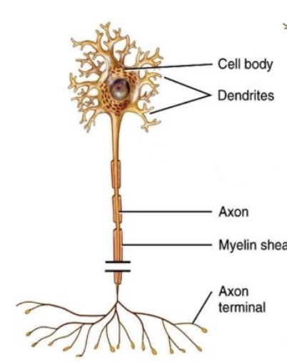 <p>Motor neurons</p>