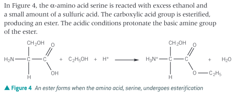 <p>amino acids are heated with an alcohol in the presence of concentrated sulphuric acid</p>