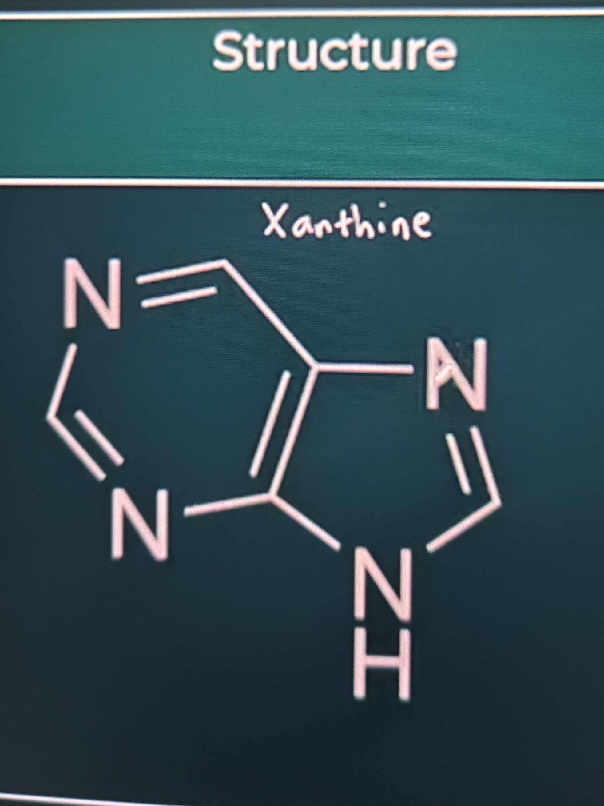 <ul><li><p><strong>Caffeine</strong></p><ul><li><p><strong>1,3,7-trimethylxanthine</strong></p></li></ul></li><li><p><strong>Theophylline</strong></p><ul><li><p><strong>1,3-dimethylxanthine</strong></p></li></ul></li><li><p><strong>Theobromine</strong></p><ul><li><p><strong>3,7-dimethylxanthine</strong></p></li></ul></li></ul>