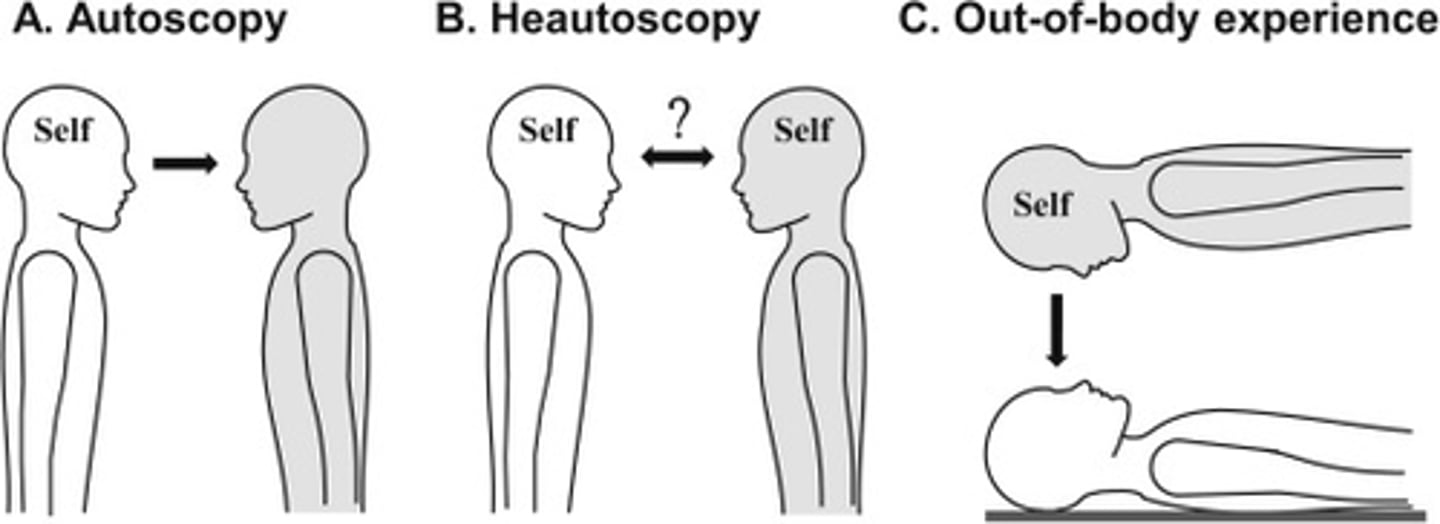 <p>see your own body and a view of the world from that location; left temporoparietal cortex</p>