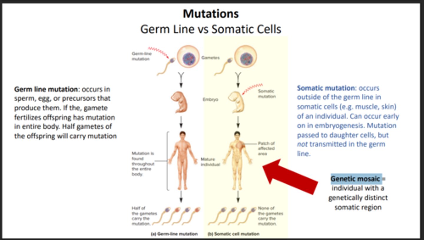 <p>An individual with a genetically distinct somatic region</p>