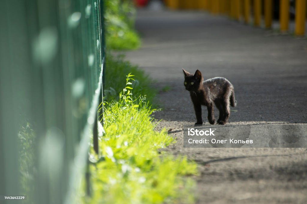 <p><strong>way </strong></p><hr><p>I found a kitty on the <strong>way</strong> home.</p>