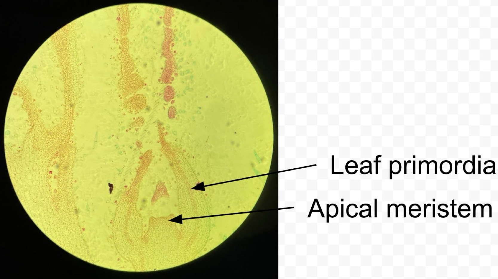 <p>identify the stem</p>