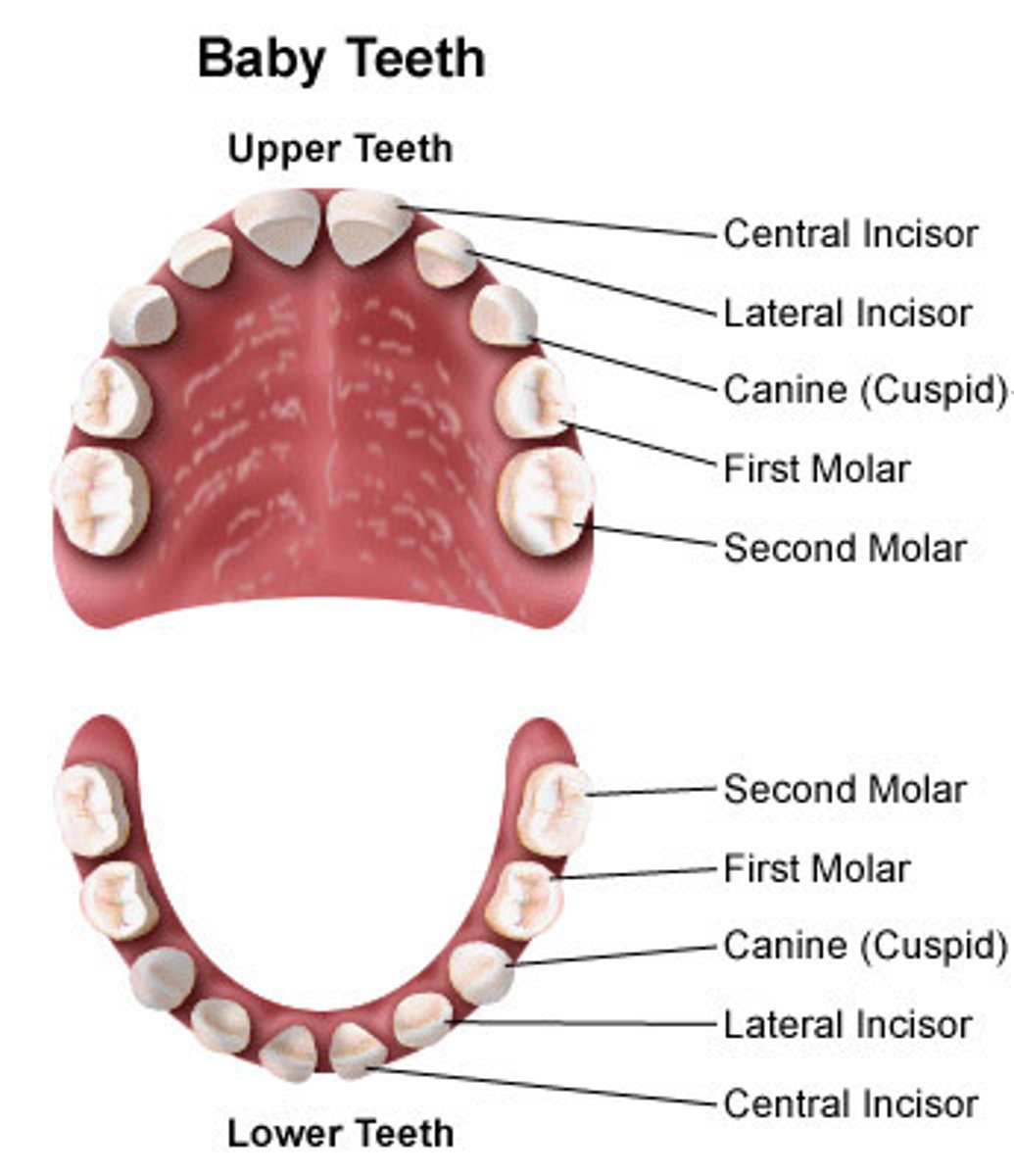 <p>- first set (baby teeth)</p><p>- consist of:</p><p>2 incisors, 1 canine, and 2 molars in each quadrant of the jaw</p><p>- total of 20 teeth in the whole mouth</p>