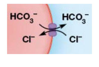 <ul><li><p>2 conformation states</p><ul><li><p>1st - Protein binds a chloride ion on one side of the membrane which causes a change to the second state</p></li><li><p>2nd - chloride moved across the membrane and released&nbsp;</p></li></ul></li><li><p>This release causes the protein to bind bicarbonate cause a shift back to the first conformation</p></li><li><p>Bicarbonate moves out of the cell allowing the carrier to bind chloride again. </p></li></ul><p></p>