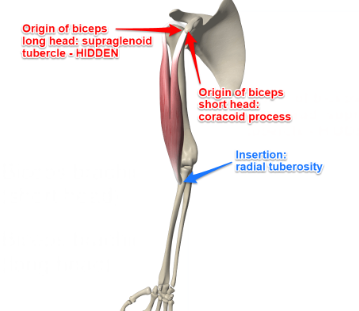 <p>Biceps Brachii</p>
