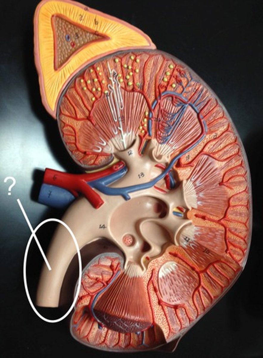 <p>Name this tube.</p>