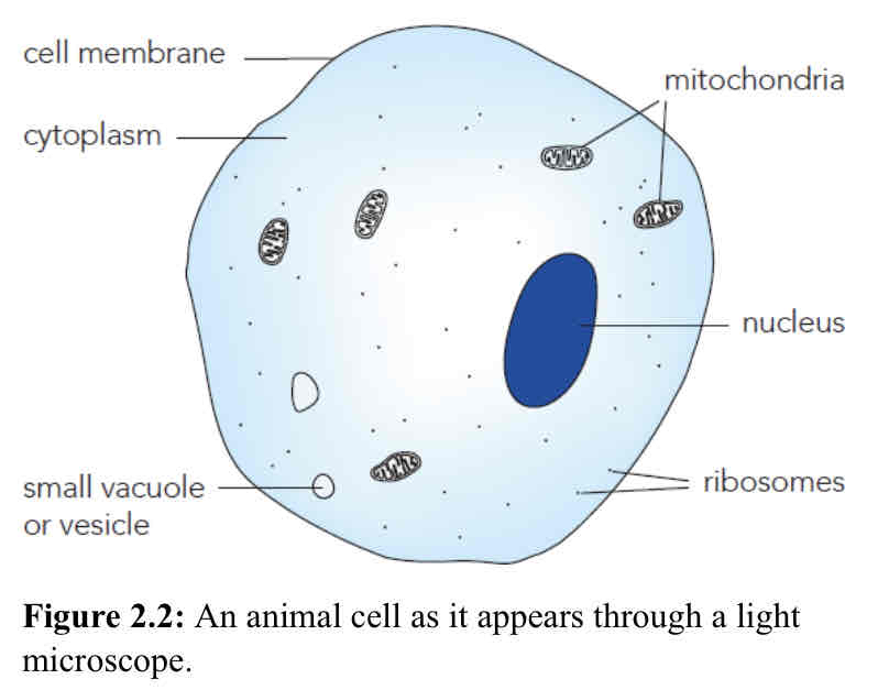 <p>Cell membrane, Cytoplasm, Vacuole, Nucleus, Mitochondria, Ribosomes</p>
