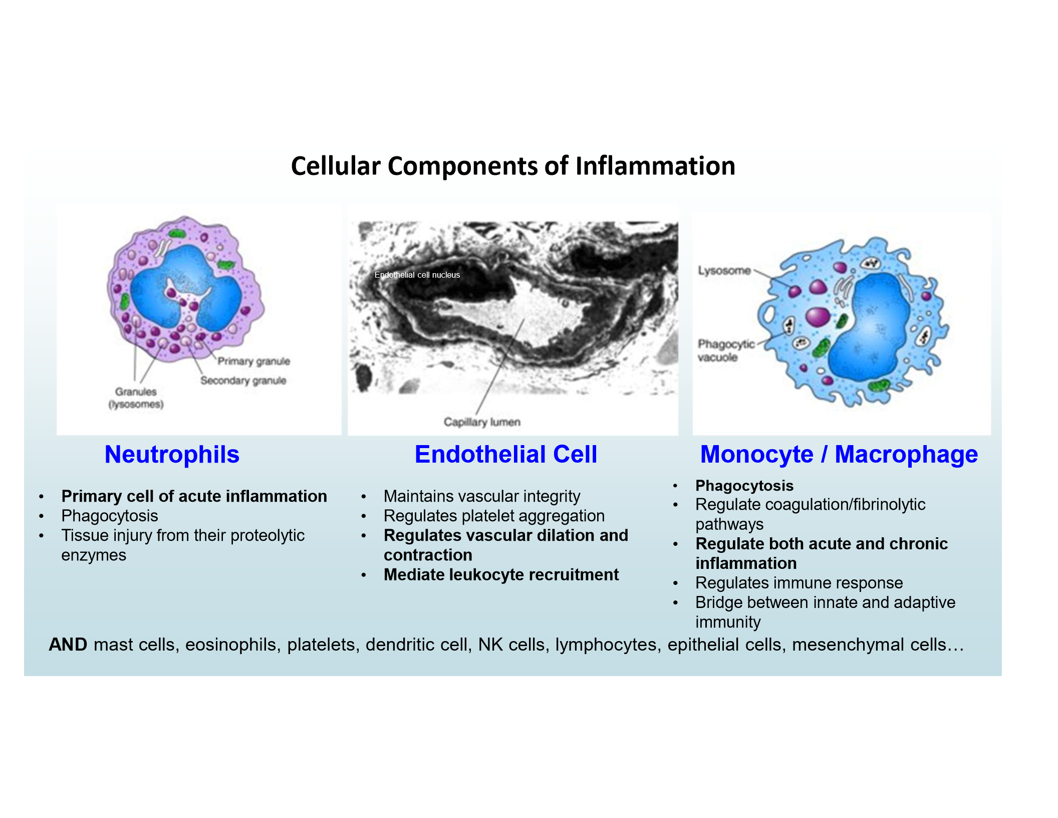 <p>Regulate vascular dilation/contraction, mediate leukocyte recruitment</p>