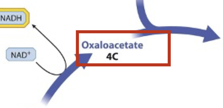 <p>Final molecule same as molecule at beginning of cycle that joined with Acetyl-CoA</p>