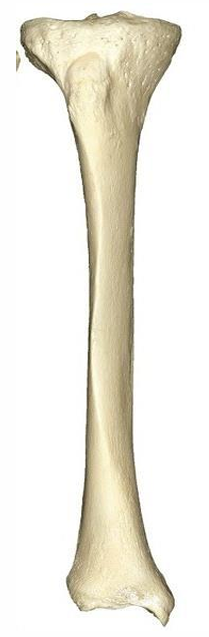 <p>Long bones</p>
