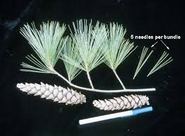 <p><em>Pinus strobus</em></p>