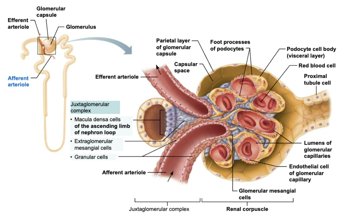 <p><span style="color: purple;"><strong><mark data-color="purple" style="background-color: purple; color: inherit;"><span>Juxtaglomerular Complex</span></mark></strong></span></p><p><span style="color: blue;"><strong><span>STRUCTURE </span></strong></span></p><ul><li><p>Enlarged, smooth muscle cells of arteriole </p></li></ul><p><span style="color: red;"><strong><span>FUNCTION</span></strong></span></p><ul><li><p>Act as <strong>mechanoreceptors</strong> to sense BP in afferent arteriole </p></li><li><p>Contain <strong>secretory granules</strong> that contain <span style="color: red;"><strong>renin</strong></span> </p></li></ul><p></p>