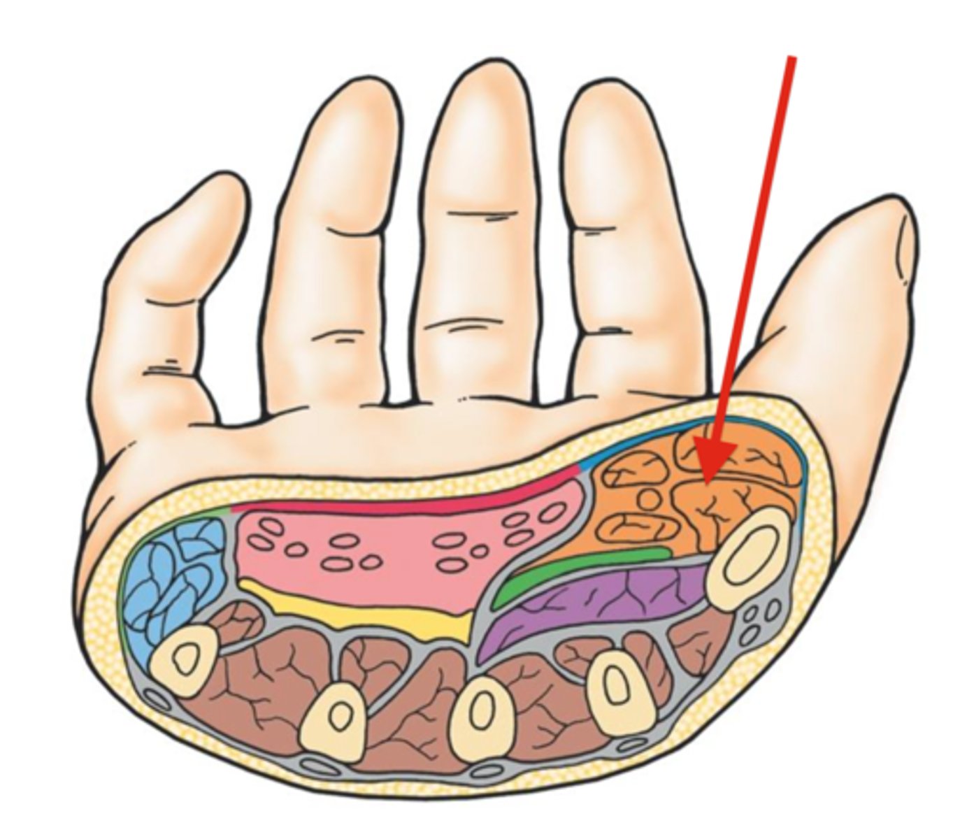 <p>base of the thumb and contains 3 muscles</p>