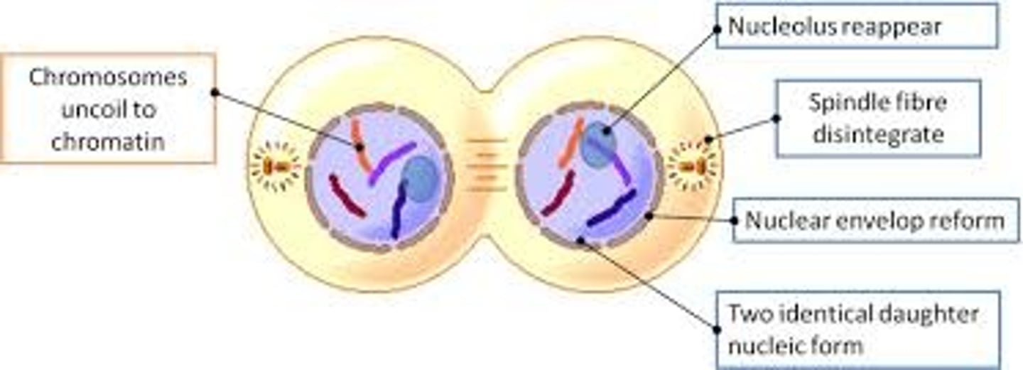 <p>telophase</p>