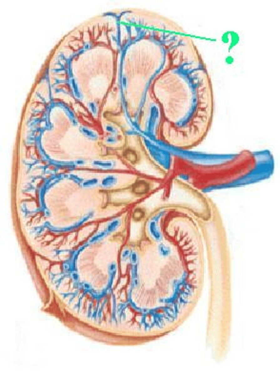 <p>Identify the indicated vessel.</p>