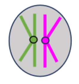 <p>Identify the type of chromosome and the stage of the cell cycle:</p>