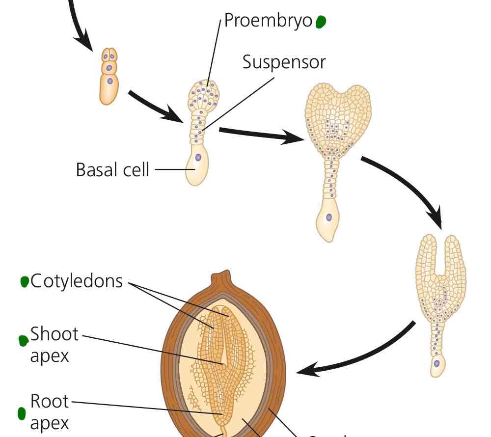 <p>Divides to produce most of the embryo.</p>