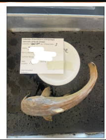 <p>What is the species and common name of this vertebrate in Order Siluriformes and Family Ictaluridae (North American Freshwater Catfishes)</p>