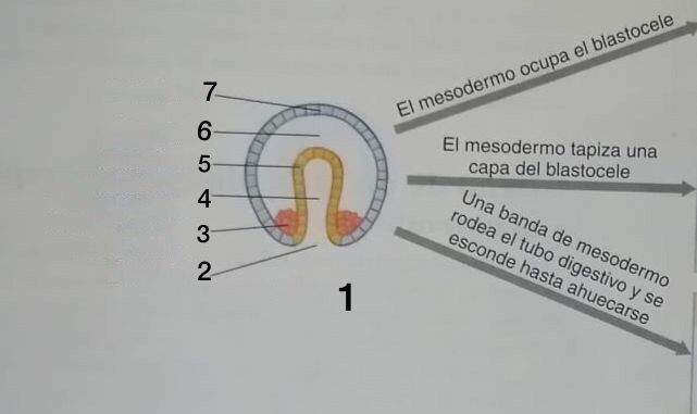 <ol><li><p>Gástrula</p></li><li><p>Blastoporo</p></li><li><p>Primeras células mesodérmicas</p></li><li><p>Cantidad digestiva</p></li><li><p>Endodermo</p></li><li><p>Blastocele</p></li><li><p>Ectodermo</p></li></ol>