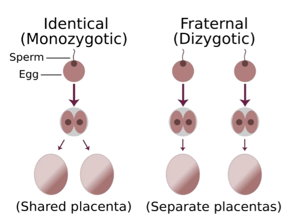 <ul><li><p>Identical twins(monozygotic) form as a result of a single embryo dividing into two embryos and share 100% genetic identity</p></li><li><p>Fraternal twins(dizygotic) form from fertilization of two separate eggs by 2 separate sperms, respectively, and share 50% genetic identity</p><ul><li><p>If disease in monozygotic twin»dizygotic twin suggest a genetic factor play a role in disease development</p></li></ul></li></ul><p></p>