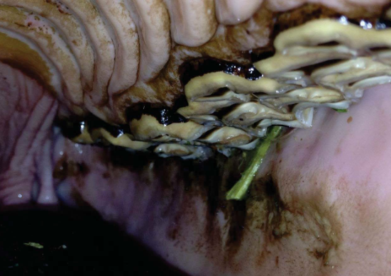 <p>What dental abnormality is this?</p>