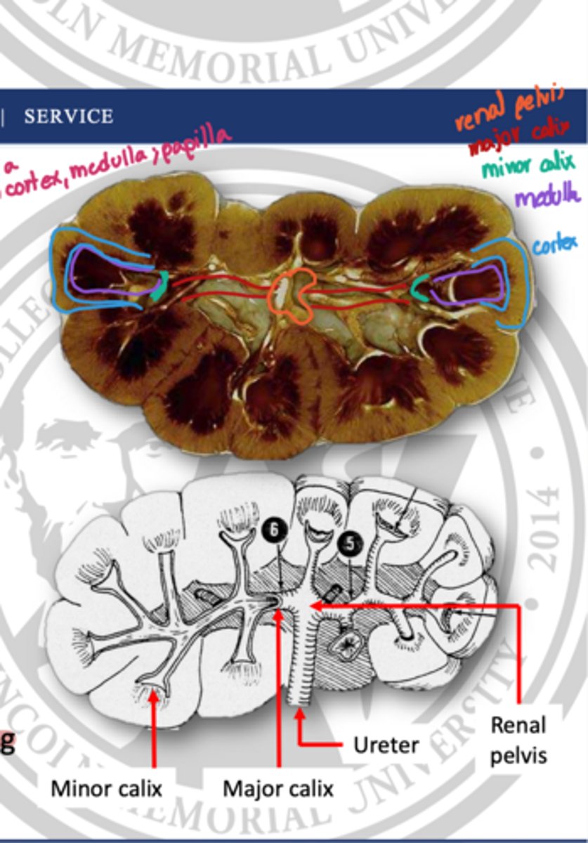 <p>several minor calices form a _____ that then drain into the renal pelvic</p>