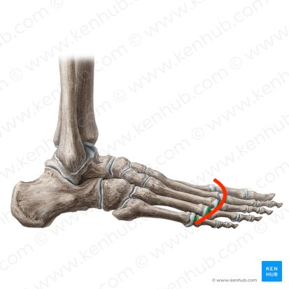 <p>metatarsal bones<span> and </span>proximal phalanges</p>