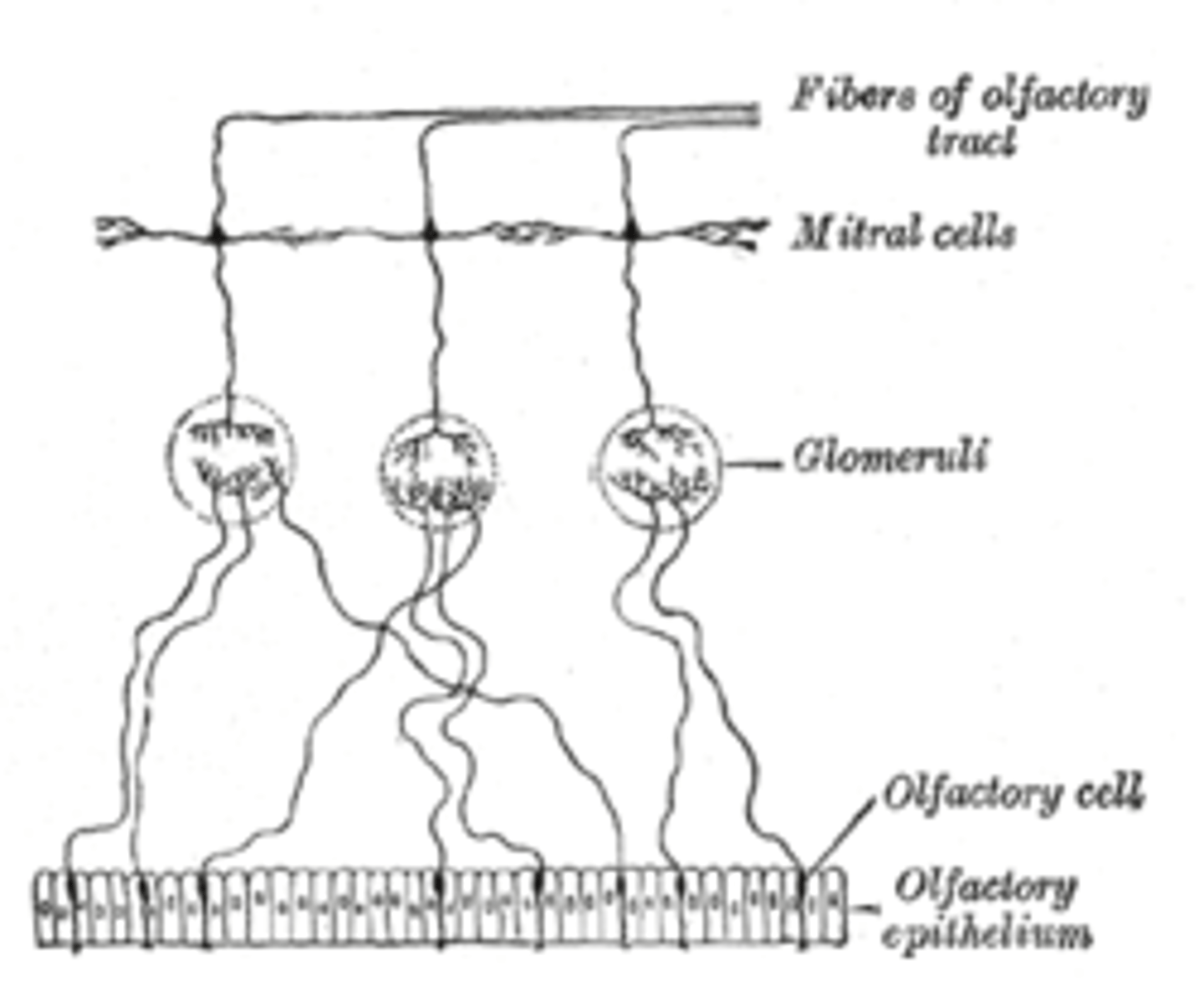 <p>(C) Mitral/Tufted Cell</p><p>After olfactory cells synapse to their specific glomerulus, the cells then travel to the Mitral/Tufted Cell, which projects to the brain.</p>