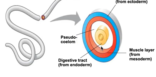 <p>mesoderm does not encase the entire body cavity opening</p>