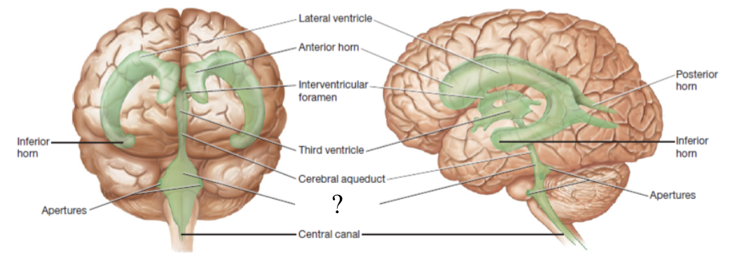 <p>ventricle located between the pons and cerebellum</p>