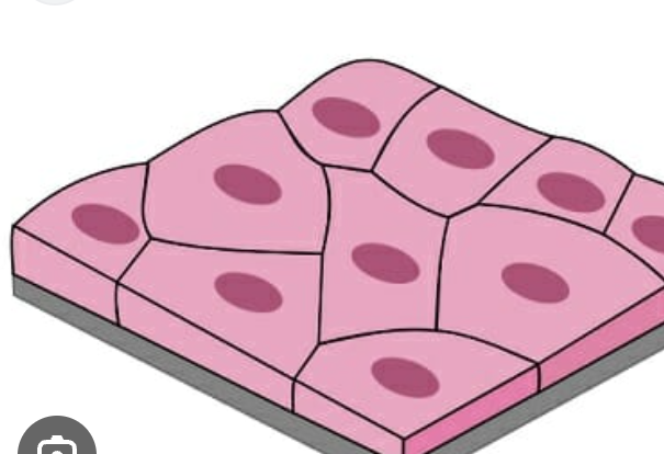 <p>pass through diffusion and filtration </p><ul><li><p>air sac, blood vessels </p></li></ul><p></p>