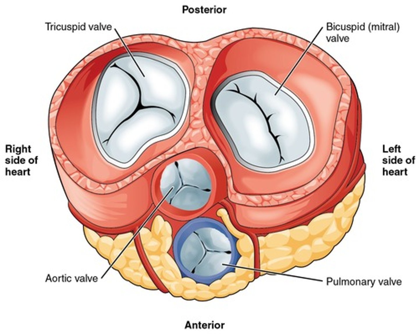<p>Valves between atria and ventricles.</p>