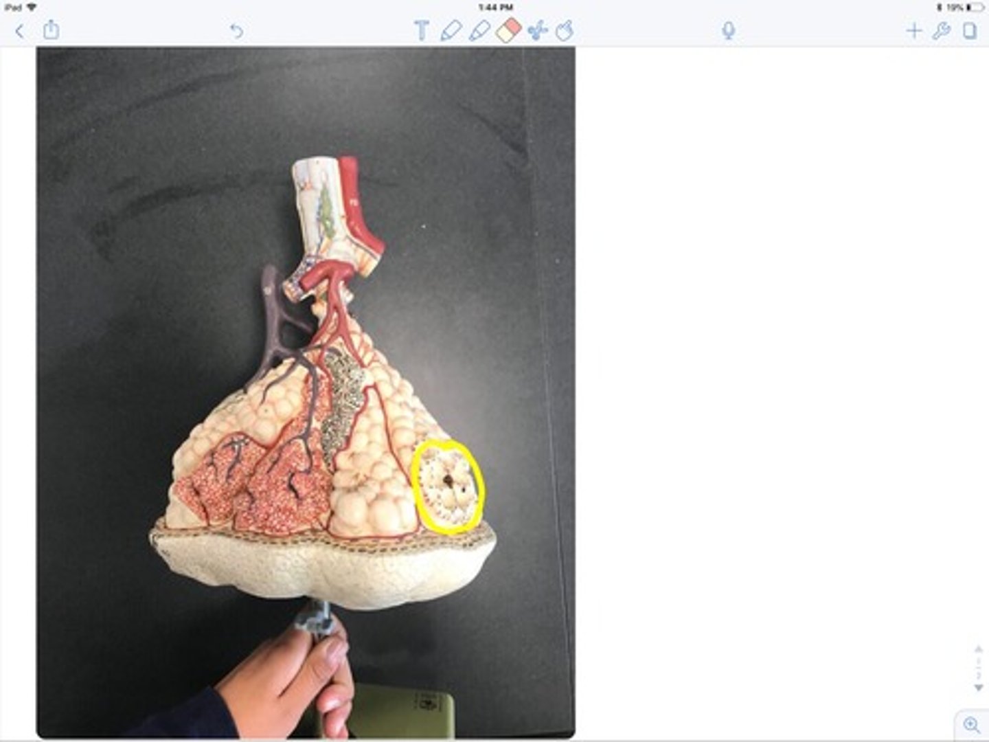 knowt flashcard image