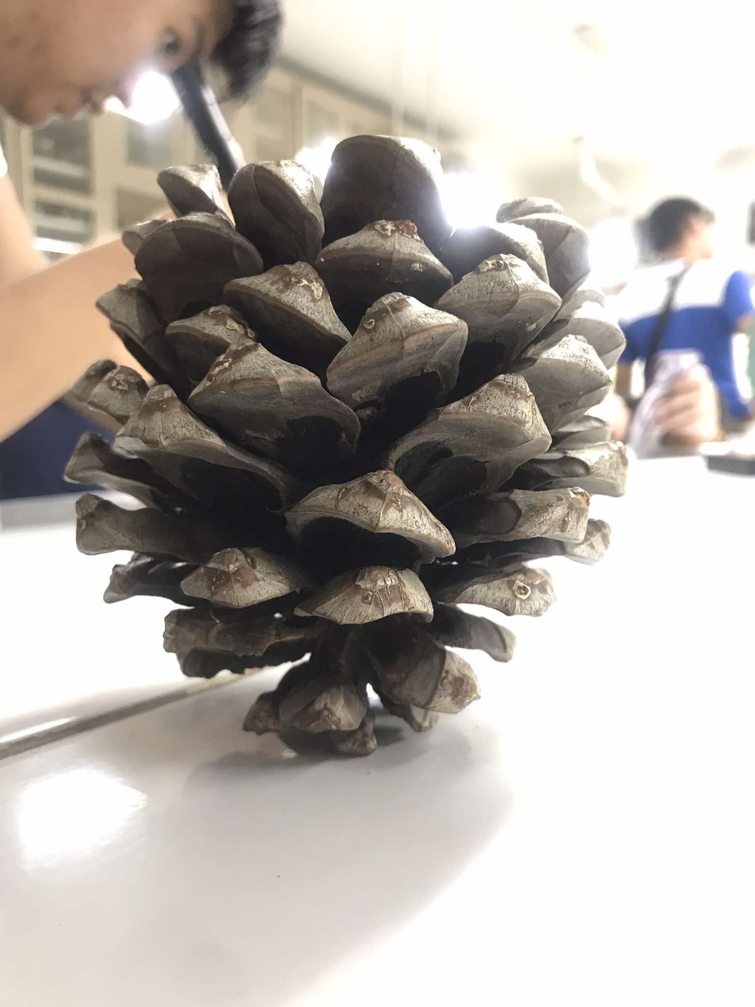 <p>a seed-bearing organ on gymnosperm plants; usually woody, ovoid to globular, including scales and bracts arranged around a central axis, especially in conifers and cycads</p>